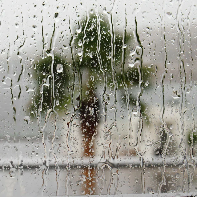 Rain streaming down a window pane, with a blurred palm tree and yard behind the glass